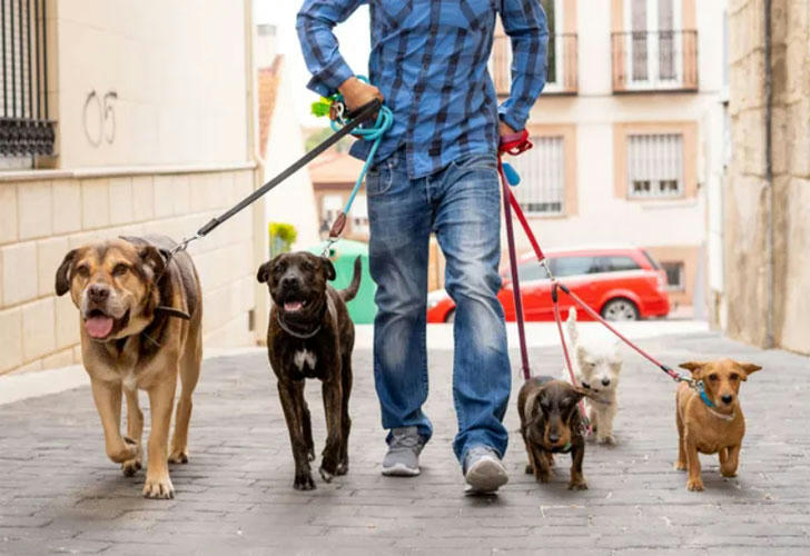 Dog owner walking dog with high-tech gear