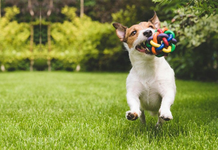 Happy dog playing with a colorful interactive toy