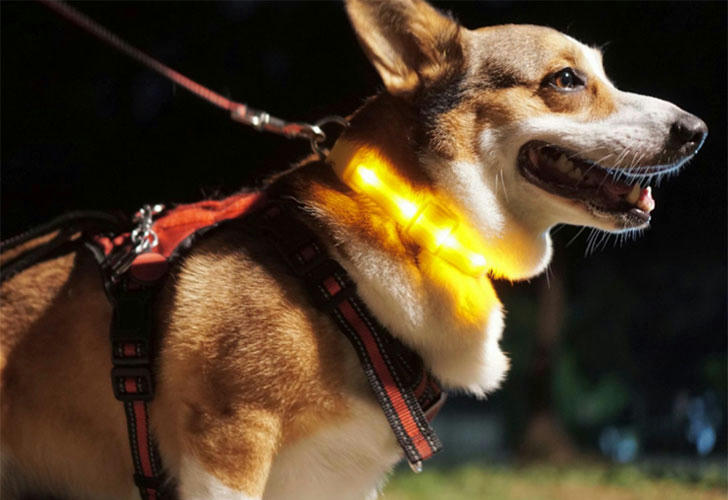 Stylish dog sporting a colorful collar