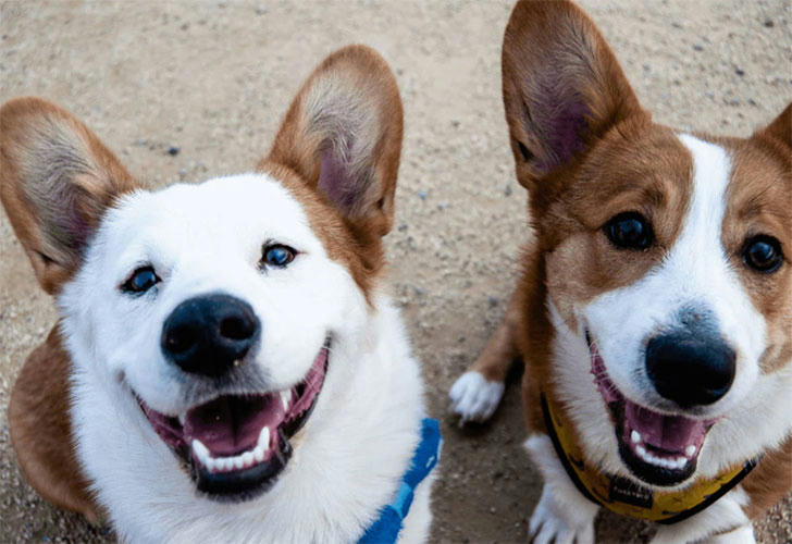 Happy dog showing shiny white teeth