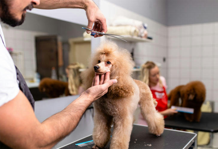 Well-groomed dog and cat posing like models