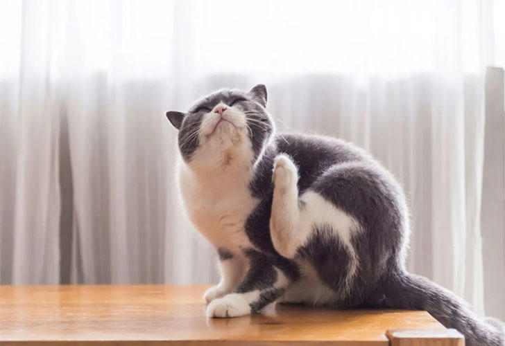 Cat being treated with topical ointment