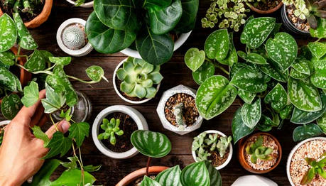 Indoor Plants That Purify Air & Are Impossible to Kill
