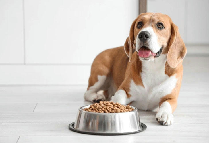 A lineup of gourmet dog food bowls with trophies