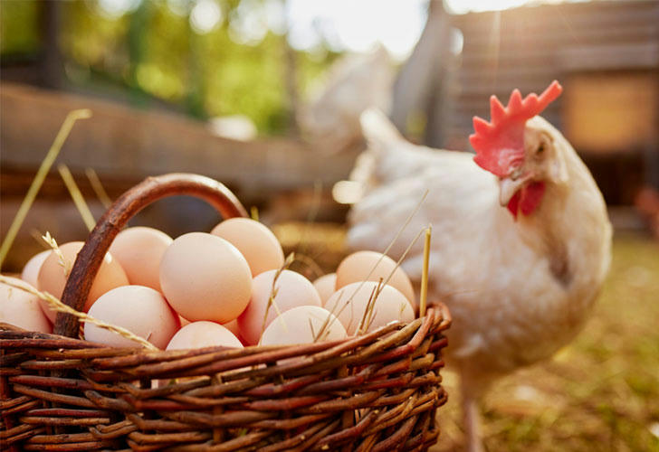 baby chicks hatching from eggs